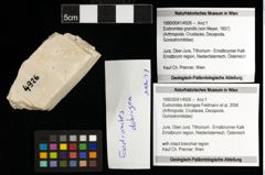 Foto (Objekt + Etiketten) von Eodromites dobrogea (Feldmann et al., 2006) 